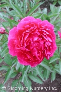 Paeonia 'Double Carmine Red' Paeonia 'Double Carmine Red'